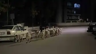 Çorum'da Kapıyı Kırıp Kaçan Koyunlar Boş Arazide Bulundu