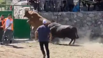 Güreşten Kaçan Boğa Arenadan Atladı