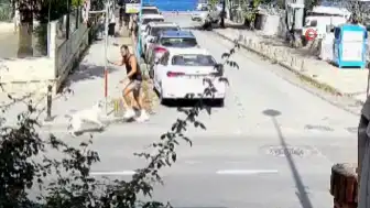 Sarıyer'de Başıboş Köpekler Vatandaşları Tedirgin Ediyor