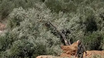 Batı Şeria'da Zeytin Hasadı İsrail Müdahalesiyle Başladı: Çiftçiler Yaralandı, Gözaltılar Var