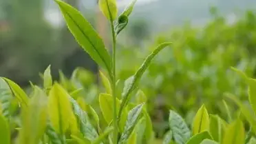 2026 Yılı Yaş Çay Alım Fiyatı 35 Lira Olarak Belirlendi
