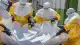 Afrika'da Ebola Salgını: Toplam Can Kaybı 1001'e Yükseldi
