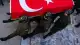 Milli Savunma Bakanlığı: Piyade Astsubay Kıdemli Başçavuş Kenan Şahin şehit oldu