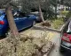 Ankara'da Şiddetli Rüzgar: Ağaçlar Devrildi, Trafik Aksadı