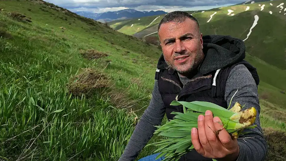Bitlis'te Gecikmeli Çiriş Hasadı: Sarp Yükseklerde Toplanıyor