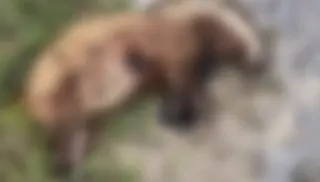 Aydın'da Nesli Tükenme Tehlikesi Altındaki Avrupa Porsuğu Öldürüldü