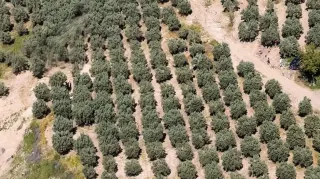 Osmaniye'de Kaçak Kazıya Dronla Müdahale: 6 Gözaltı