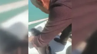 Sinop'ta Balıkçı Ağına Takılan Yunus Yavrusu Kurtarıldı