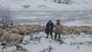 Tipi ve Heyelan Nedeniyle 2 Çoban ve 650 Küçükbaş Hayvan Yaylada Mahsur Kaldı