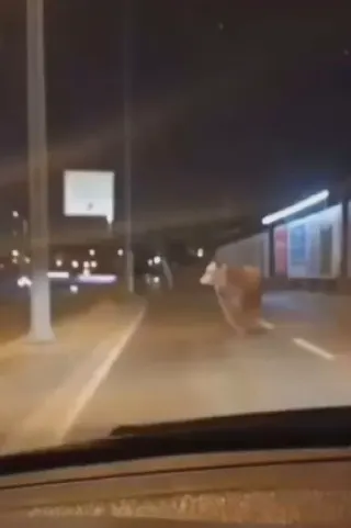 Avcılar'da Kurban Pazarına İndirilen Boğa D-100 Karayolu'na Kaçtı