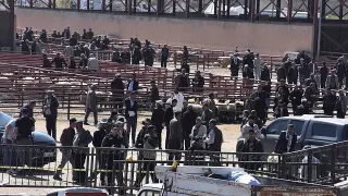 Van'da Hayvan Pazarı Kavgası: 1 Ölü, 13 Yaralı